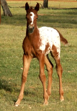 smart filly