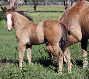very special sporthorse colt