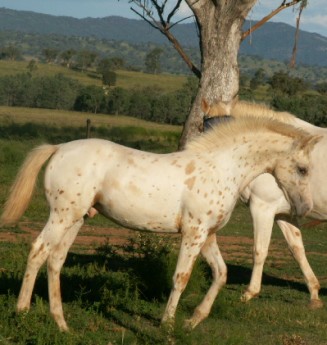 quoll as foal