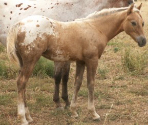 stinger with first foal