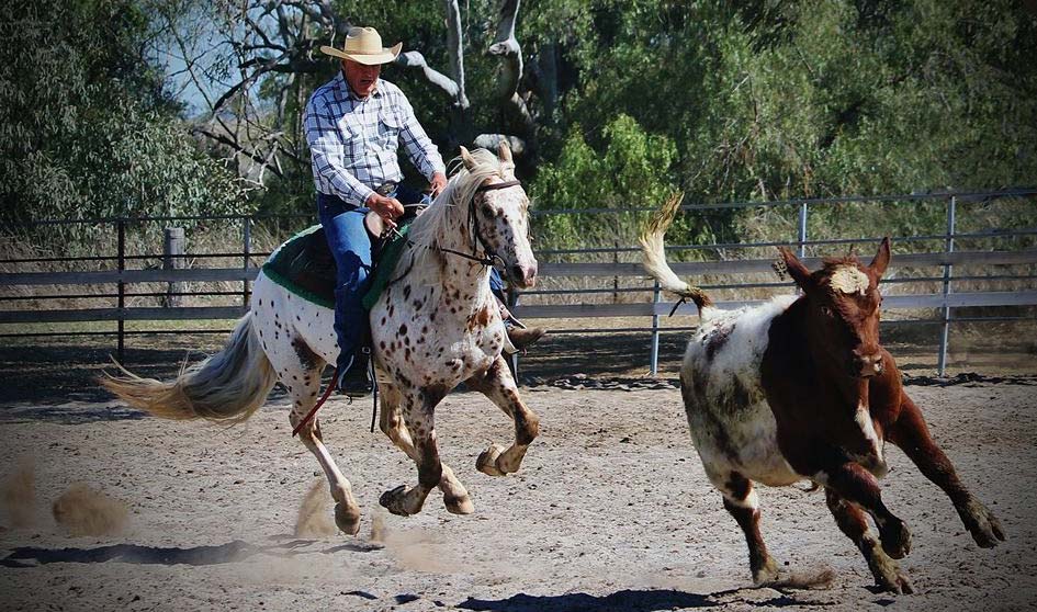 Appaloosa Sportaloosa stallion at stud in Australia - Cayuse Chatta Lena
